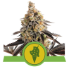 Semillas Cookies Gelato Auto USA Premium autoflorecientes de Royal Queen Seeds