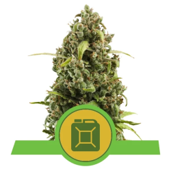 Semillas Diesel Auto autoflorecientes de Royal Queen Seeds