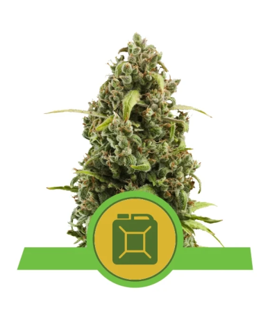 Semillas Diesel Auto autoflorecientes de Royal Queen Seeds