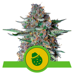 Semillas Do-Si-Dos Auto USA Premium autoflorecientes de Royal Queen Seeds