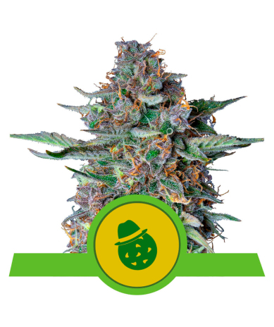 Semillas Do-Si-Dos Auto USA Premium autoflorecientes de Royal Queen Seeds