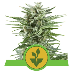 Semillas Easy Bud Auto autoflorecientes de Royal Queen Seeds