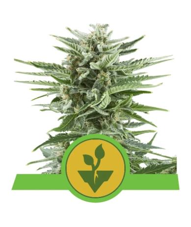 Semillas Easy Bud Auto autoflorecientes de Royal Queen Seeds