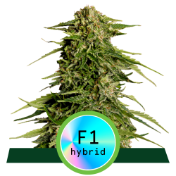 Semillas Epsilon F1 Auto autoflorecientes de Royal Queen Seeds