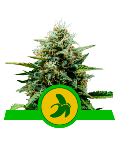 Semillas Fat Banana Auto USA Premium autoflorecientes de Royal Queen Seeds