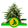 Semillas Fat Banana Auto USA Premium autoflorecientes de Royal Queen Seeds