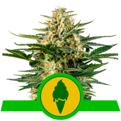 Semillas Green Gelato Auto USA Premium autoflorecientes de Royal Queen Seeds