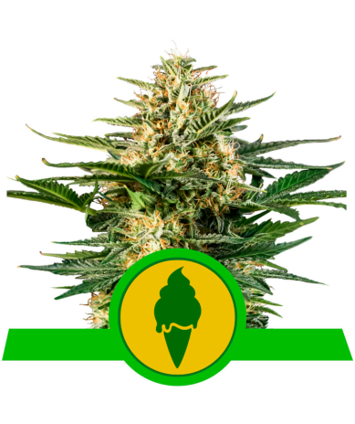 Semillas Green Gelato Auto USA Premium autoflorecientes de Royal Queen Seeds