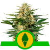 Semillas Green Gelato Auto USA Premium autoflorecientes de Royal Queen Seeds