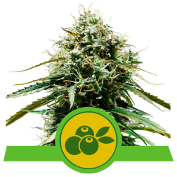 Semillas Haze Berry Auto autoflorecientes de Royal Queen Seeds