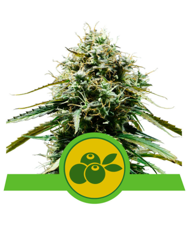 Semillas Haze Berry Auto autoflorecientes de Royal Queen Seeds