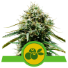 Semillas Haze Berry Auto autoflorecientes de Royal Queen Seeds