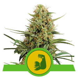Semillas Hulkberry Auto USA Premium autoflorecientes de Royal Queen Seeds