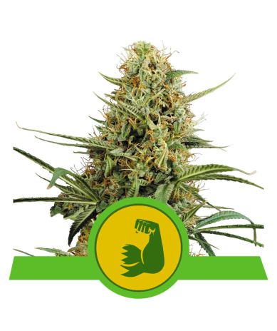 Semillas Hulkberry Auto USA Premium autoflorecientes de Royal Queen Seeds