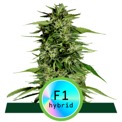 Semillas Hyperion F1 Auto autoflorecientes de Royal Queen Seeds