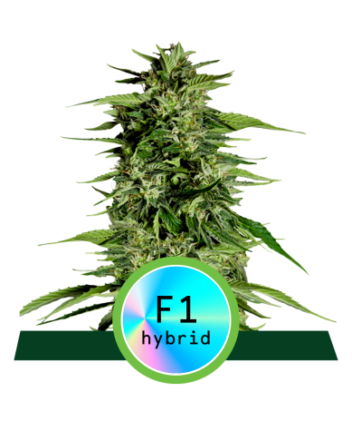 Semillas Hyperion F1 Auto autoflorecientes de Royal Queen Seeds