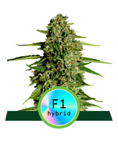 Semillas Medusa F1 Auto autoflorecientes de Royal Queen Seeds