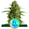 Semillas Medusa F1 Auto autoflorecientes de Royal Queen Seeds
