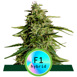Semillas Milky Way F1 Auto autoflorecientes de Royal Queen Seeds