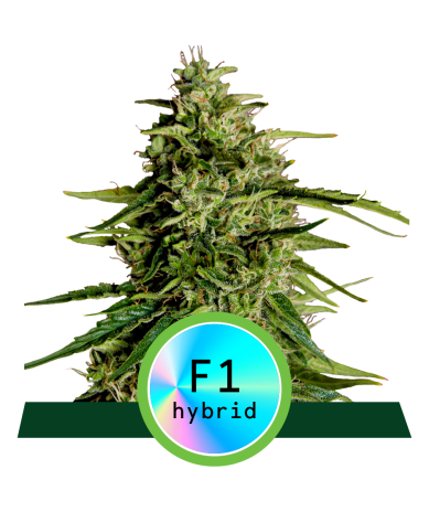 Semillas Milky Way F1 Auto autoflorecientes de Royal Queen Seeds