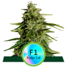 Semillas Milky Way F1 Auto autoflorecientes de Royal Queen Seeds