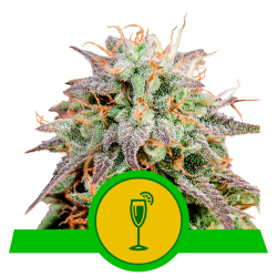Semillas Mimosa Auto USA Premium autoflorecientes de Royal Queen Seeds