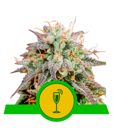 Semillas Mimosa Auto USA Premium autoflorecientes de Royal Queen Seeds