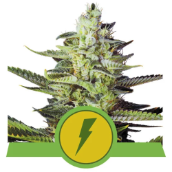 Semillas North Thunderfuck Auto USA Premium autoflorecientes de Royal Queen Seeds