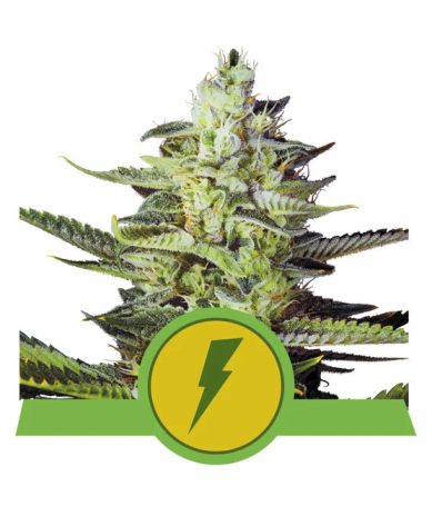 Semillas North Thunderfuck Auto USA Premium autoflorecientes de Royal Queen Seeds