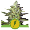 Semillas North Thunderfuck Auto USA Premium autoflorecientes de Royal Queen Seeds
