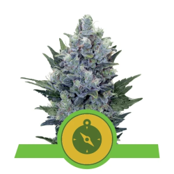 Semillas Northern Light Auto autoflorecientes de Royal Queen Seeds