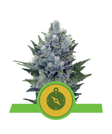 Semillas Northern Light Auto autoflorecientes de Royal Queen Seeds