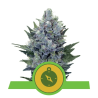Semillas Northern Light Auto autoflorecientes de Royal Queen Seeds
