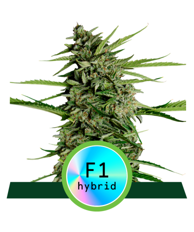 Semillas Orion F1 Auto autoflorecientes de Royal Queen Seeds