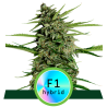 Semillas Orion F1 Auto autoflorecientes de Royal Queen Seeds