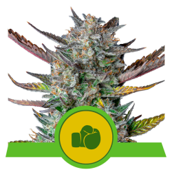 Semillas Purple Punch Auto USA Premium autoflorecientes de Royal Queen Seeds