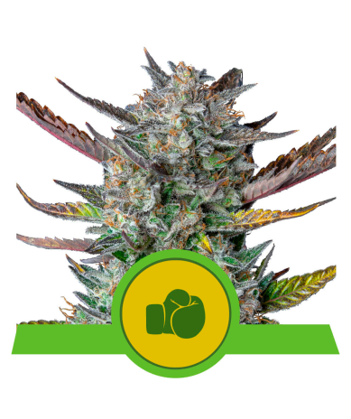 Semillas Purple Punch Auto USA Premium autoflorecientes de Royal Queen Seeds