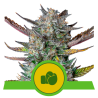 Semillas Purple Punch Auto USA Premium autoflorecientes de Royal Queen Seeds