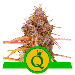 Semillas Purple Queen Auto USA Premium autoflorecientes de Royal Queen Seeds