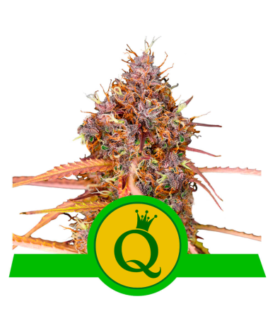 Semillas Purple Queen Auto USA Premium autoflorecientes de Royal Queen Seeds