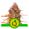 Semillas Purple Queen Auto USA Premium autoflorecientes de Royal Queen Seeds