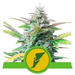Semillas Quick One Auto autoflorecientes de Royal Queen Seeds