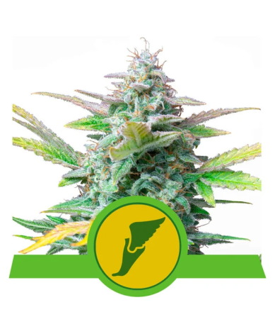Semillas Quick One Auto autoflorecientes de Royal Queen Seeds