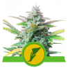 Semillas Quick One Auto autoflorecientes de Royal Queen Seeds