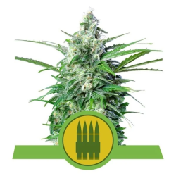 Semillas Royal AK Auto autoflorecientes de Royal Queen Seeds