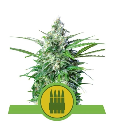 Semillas Royal AK Auto autoflorecientes de Royal Queen Seeds