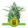 Semillas Royal AK Auto autoflorecientes de Royal Queen Seeds