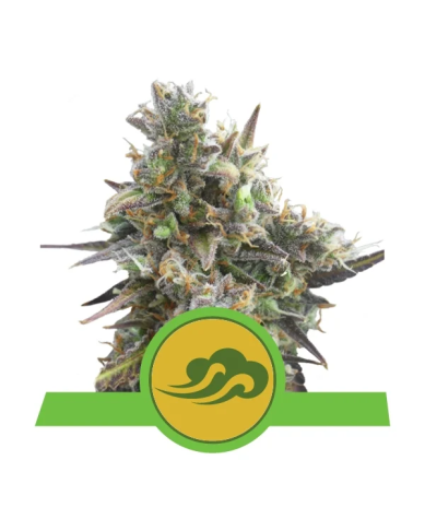 Semillas Royal Bluematic autoflorecientes de Royal Queen Seeds