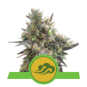 Semillas Royal Bluematic autoflorecientes de Royal Queen Seeds