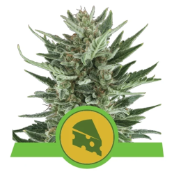 Semillas Royal Cheese Auto autoflorecientes de Royal Queen Seeds